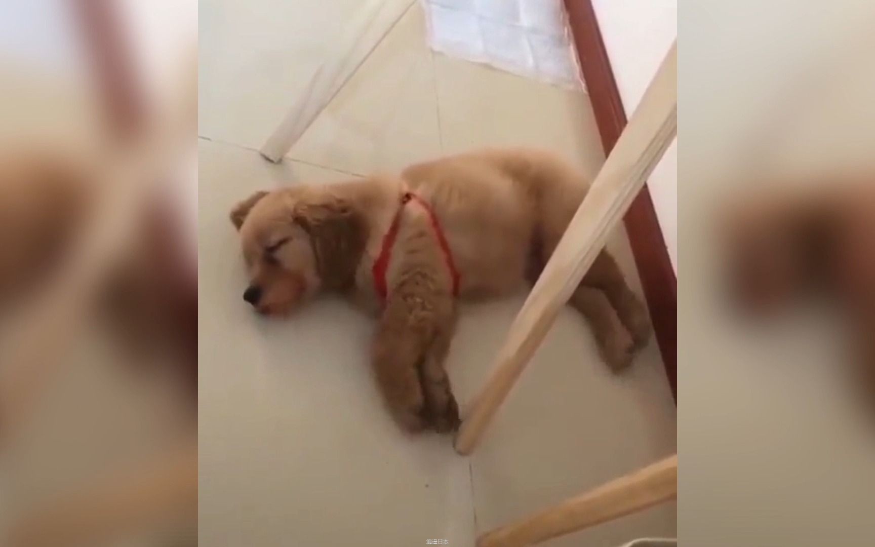 盘点那些猝不及防的搞笑日常，每日一遍，专治你的不开心-1.jpg