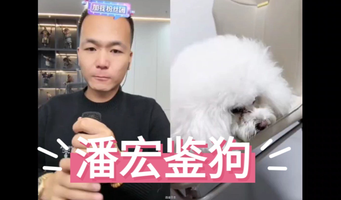 潘宏鉴狗直播搞笑合集-1.jpg