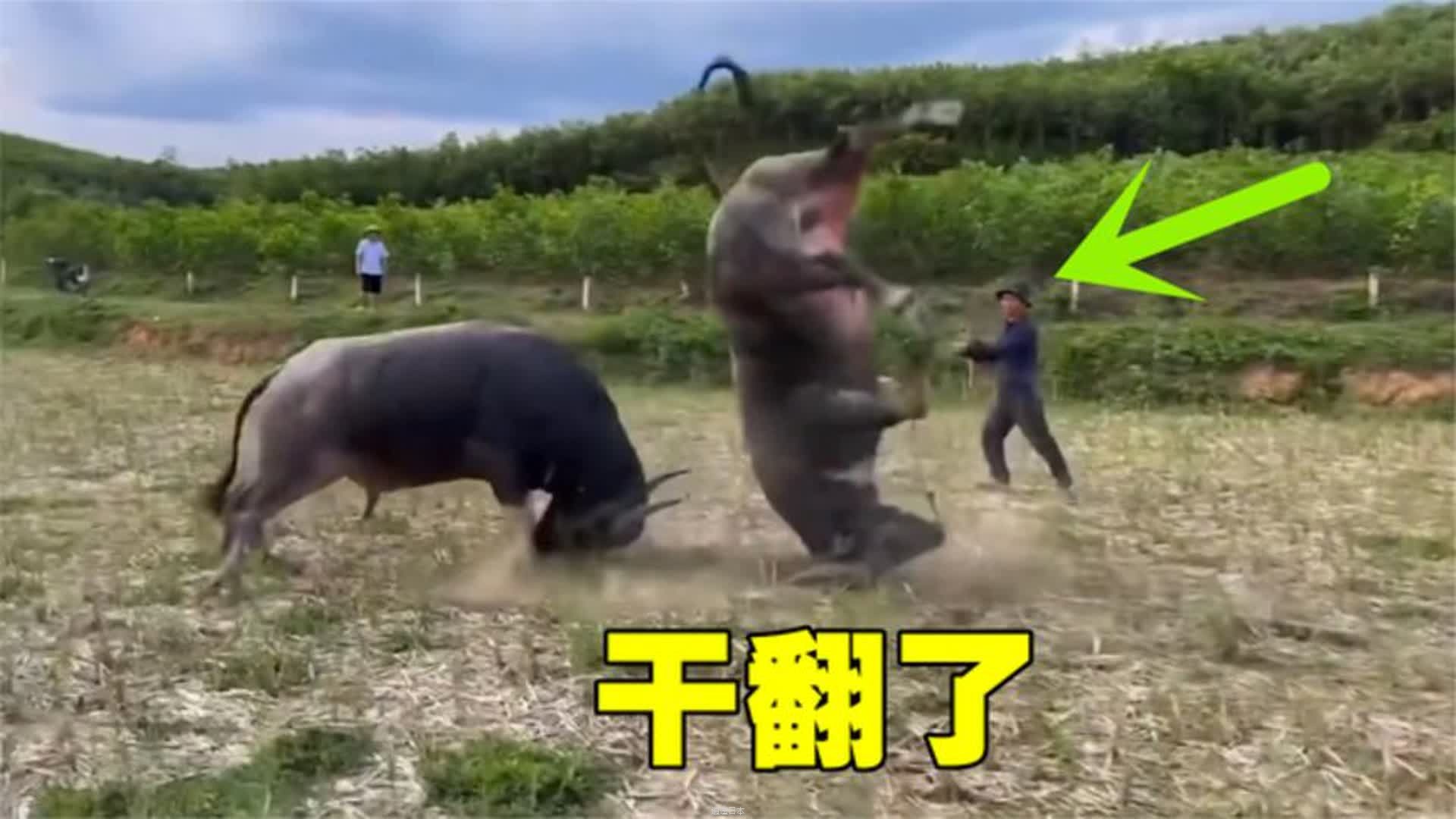 盘点动物打架爆笑名场面，不服就干，打斗画面太过激烈-1.jpg