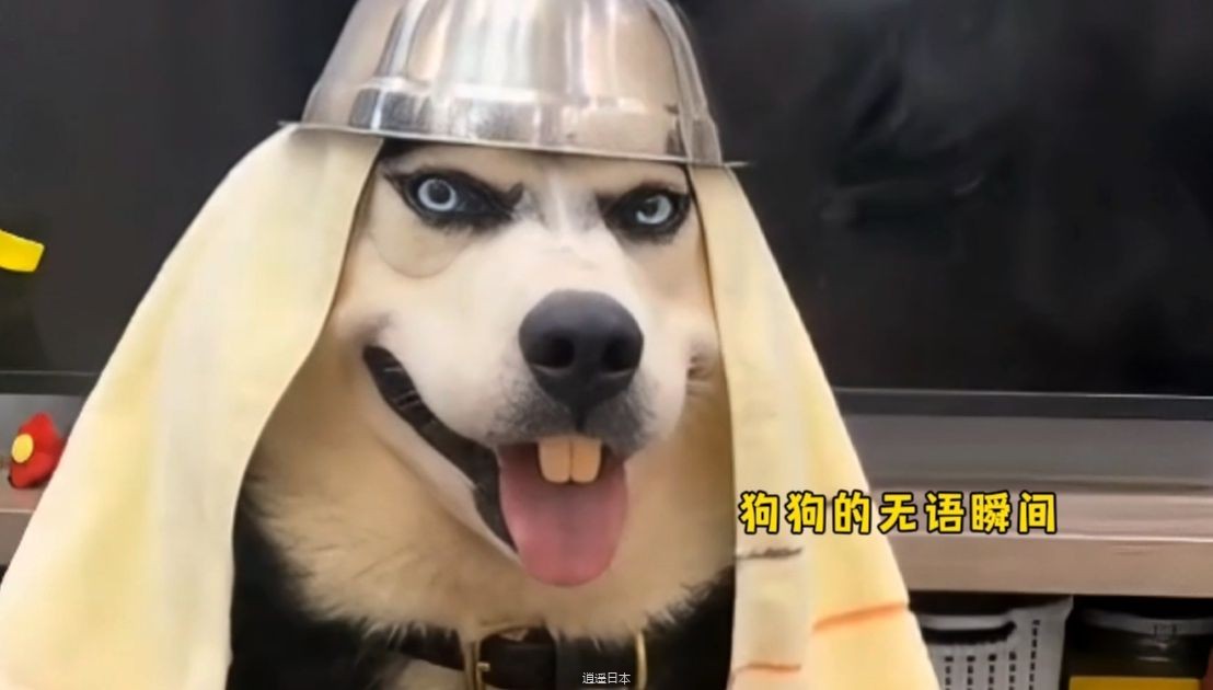 憋住不要笑，你能忍到第几个？盘点22个狗狗的无语瞬间-1.jpg