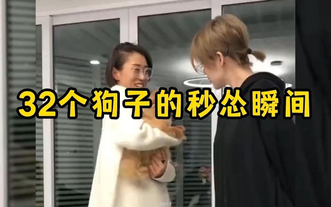 32个狗子的秒怂瞬间，实力演绎了什么叫狗仗人势-1.jpg