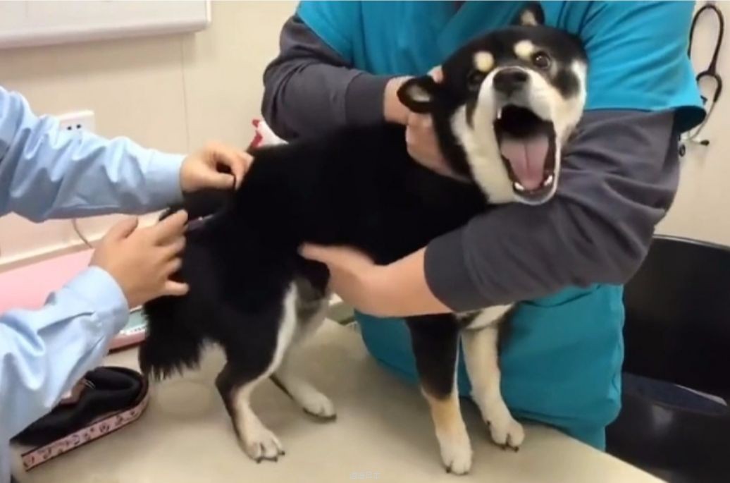 盘点狗狗打针搞笑瞬间~-1.jpg