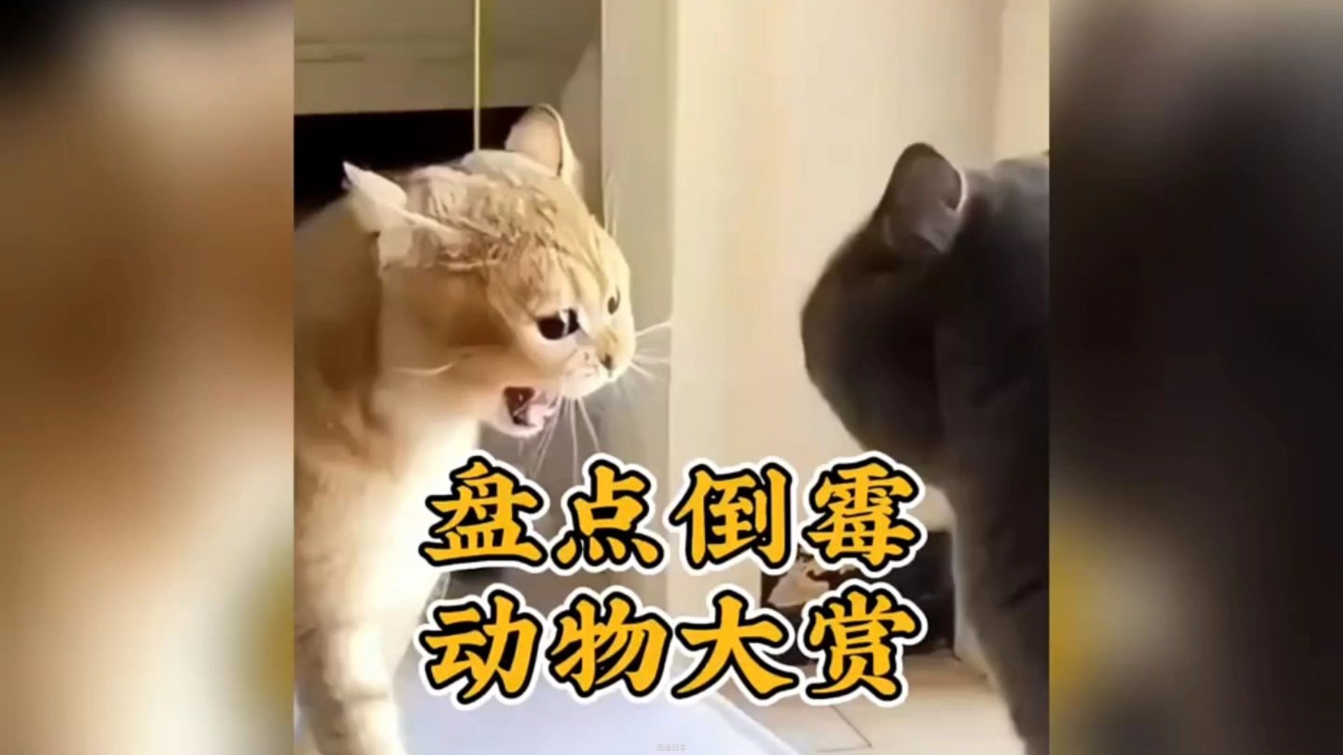 盘点倒霉动物大赏 #看一遍笑一遍 #倒霉动物 #动物搞笑视频-1.jpg