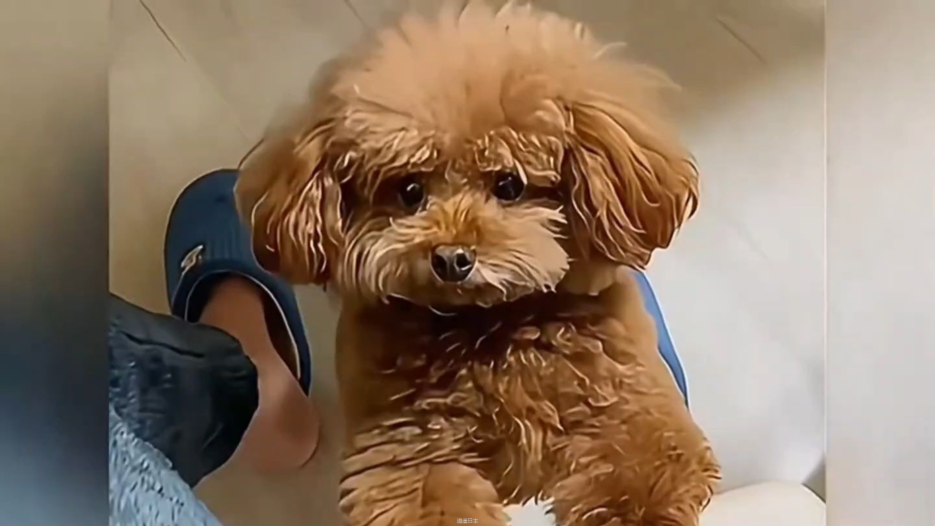 狗狗搞笑合集-1.jpg