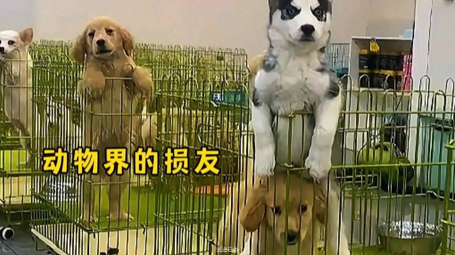 没忍住，笑出了声，盘点17个动物界的损友-1.jpg